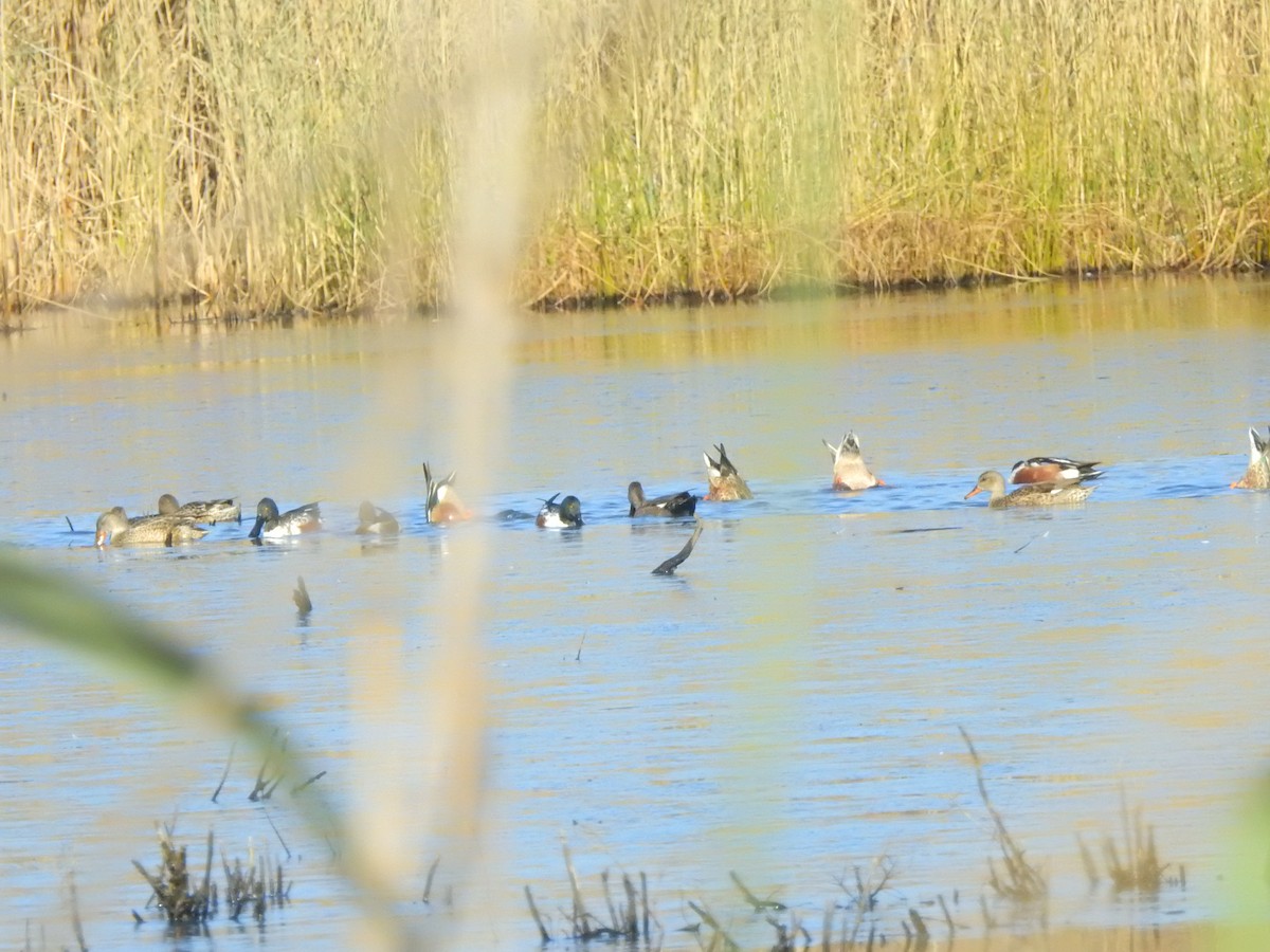 Northern Shoveler - ML506732301