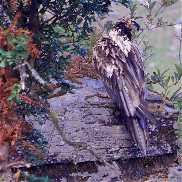 Bearded Vulture - ML506732701