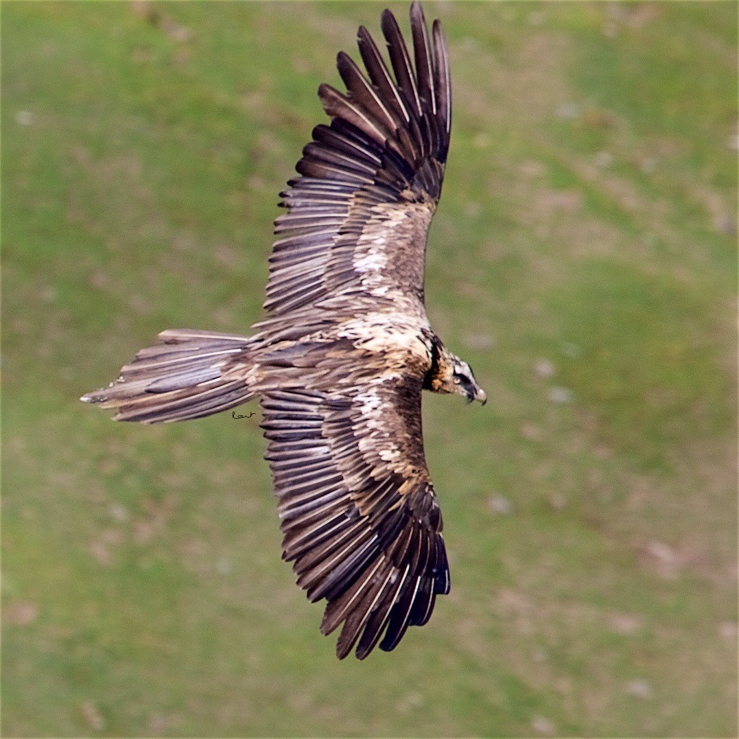 Bearded Vulture - ML506732711