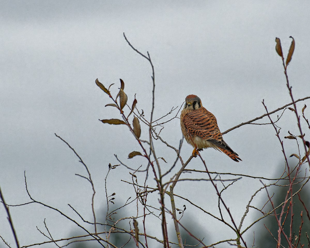 poštolka pestrá - ML506733851