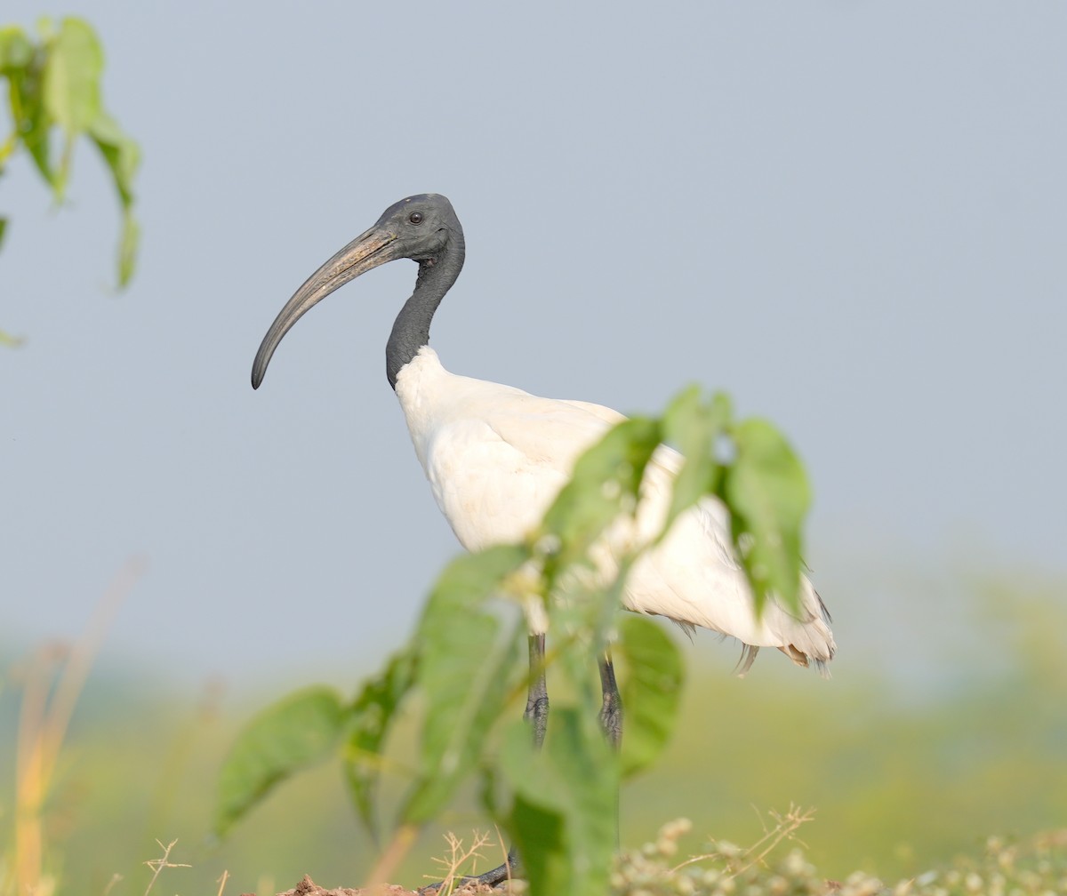 ibis černohlavý - ML506734341