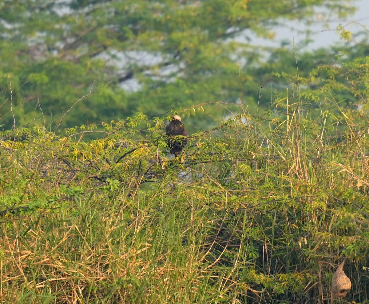 Western Marsh Harrier - ML506734441