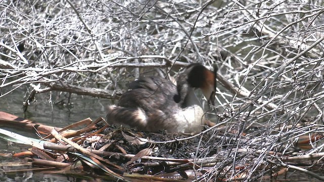 Great Crested Grebe - ML506735071