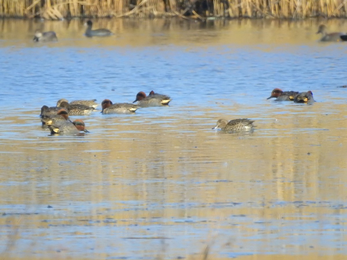 Green-winged Teal - ML506735231