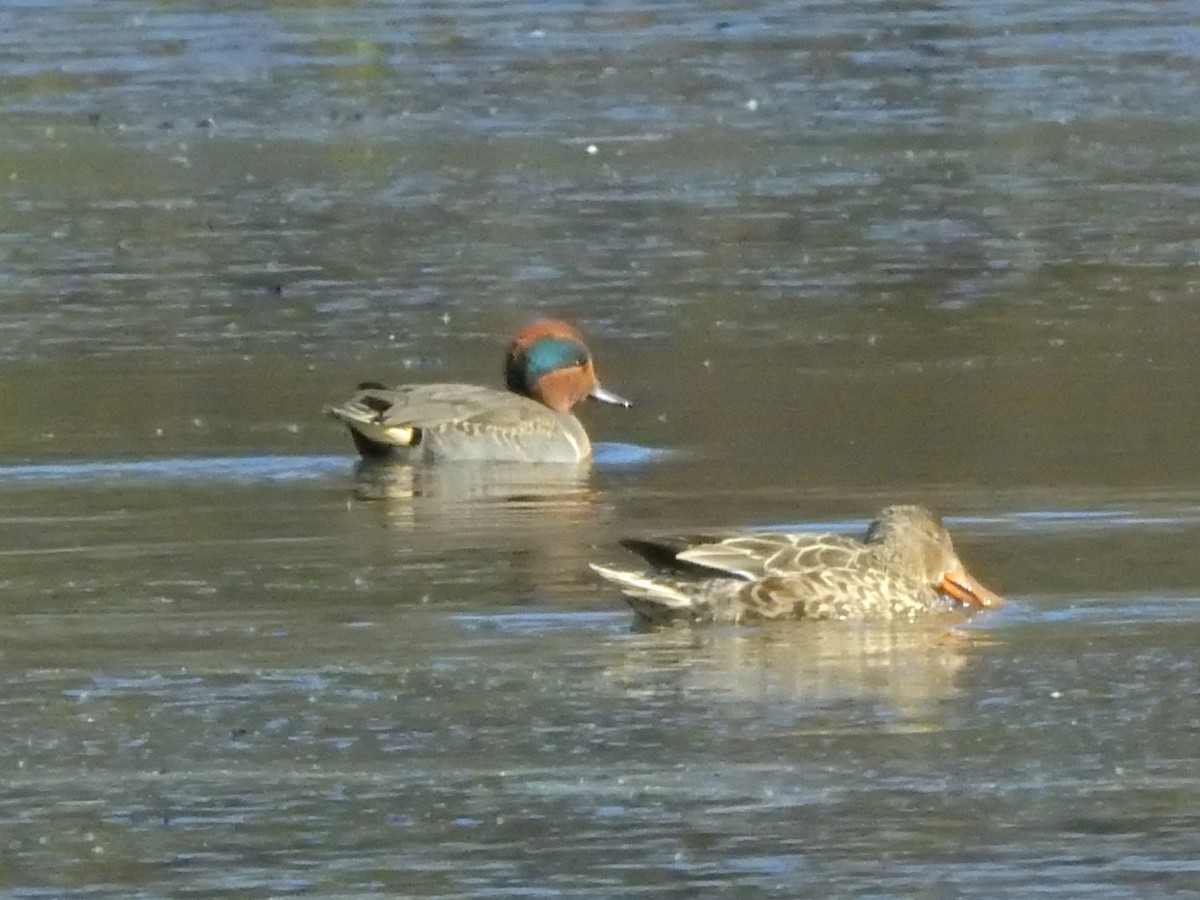 Green-winged Teal - ML506735481