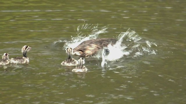 Great Crested Grebe - ML506736351