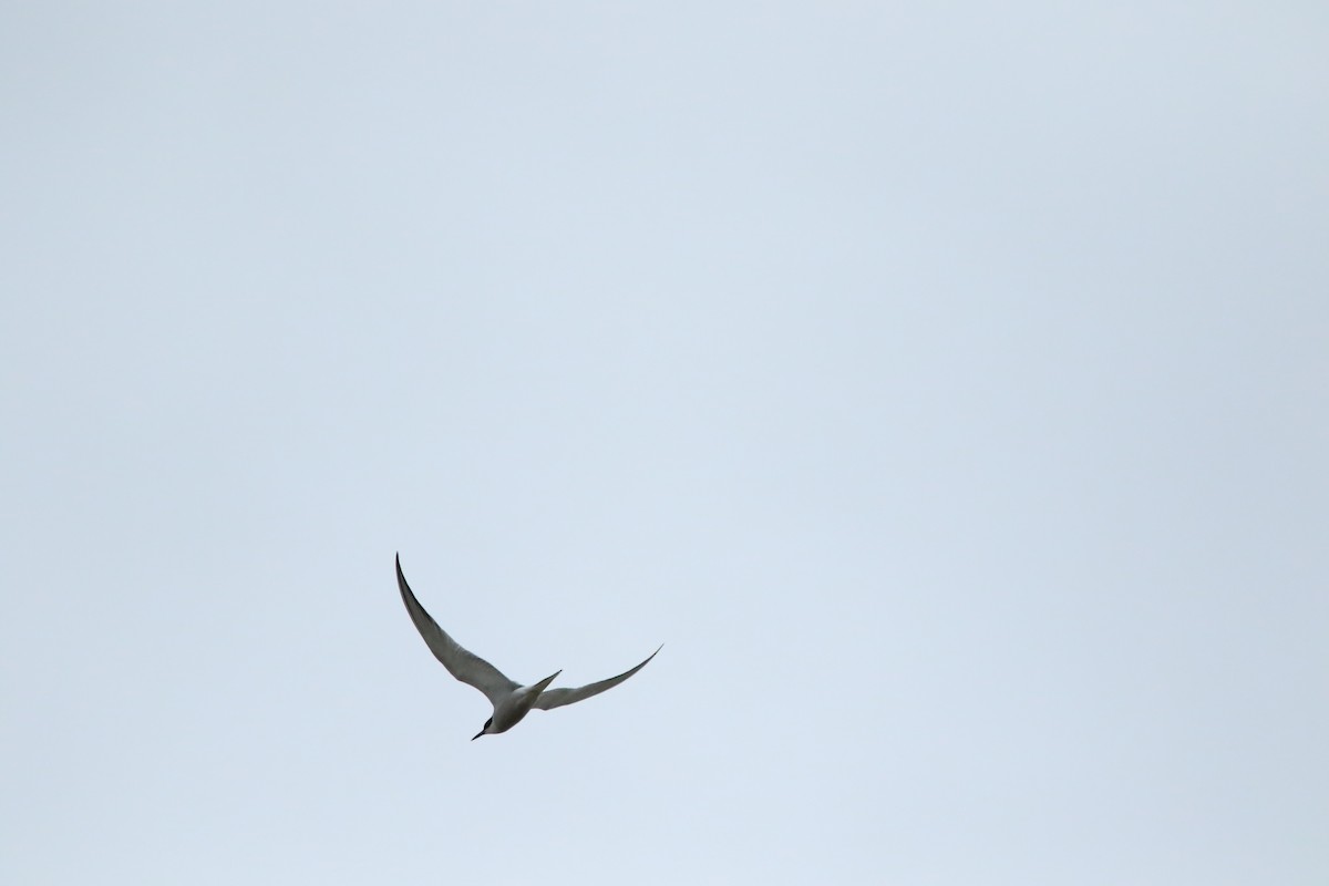 Common Tern - Tiantian Zhao