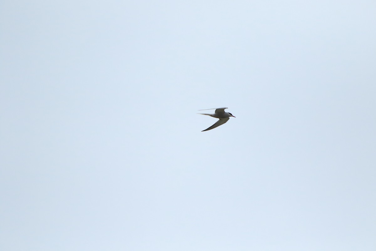 Common Tern - ML506736591