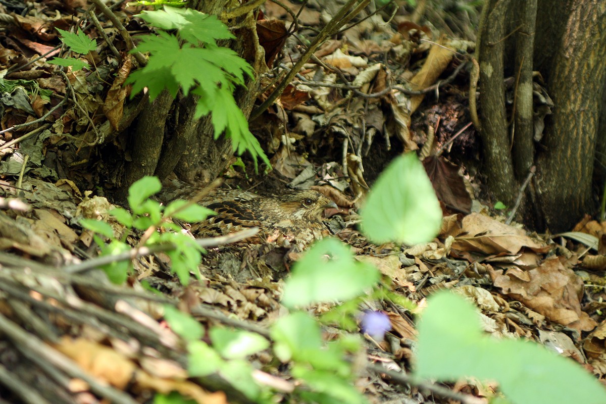 Hazel Grouse - ML506736611