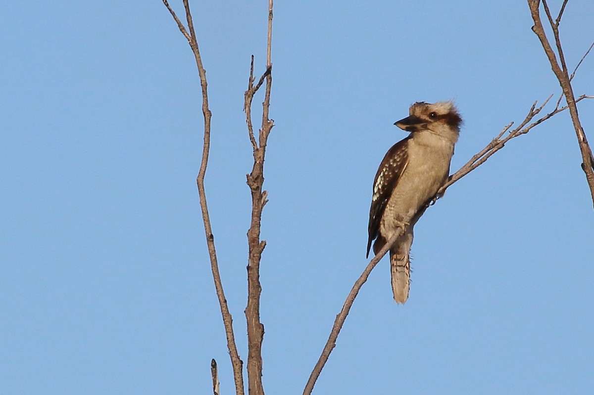 Laughing Kookaburra - ML506738121
