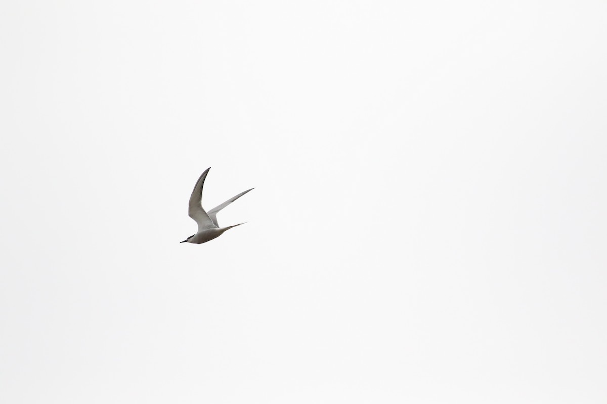 Common Tern - ML506740621