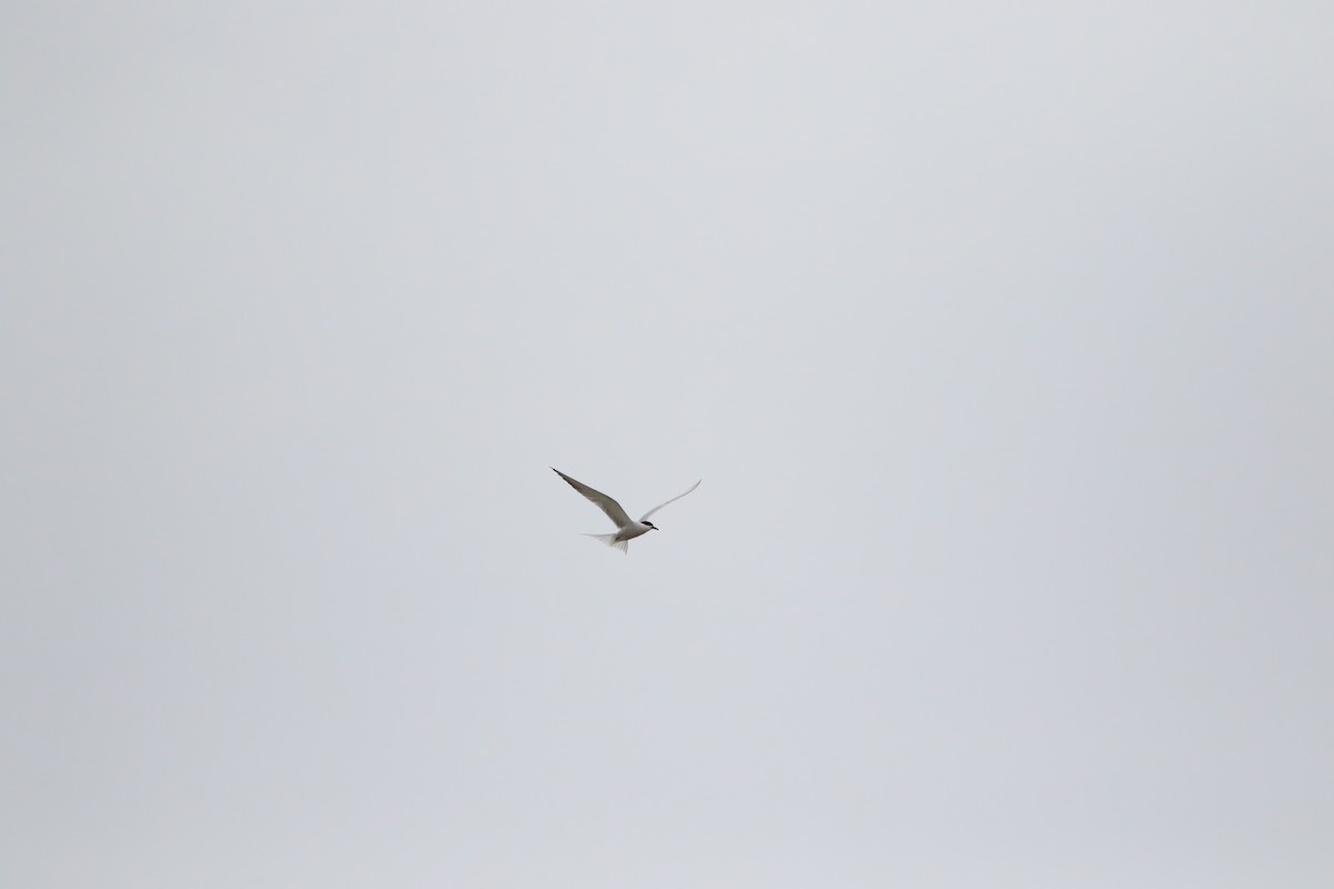 Common Tern - ML506740651