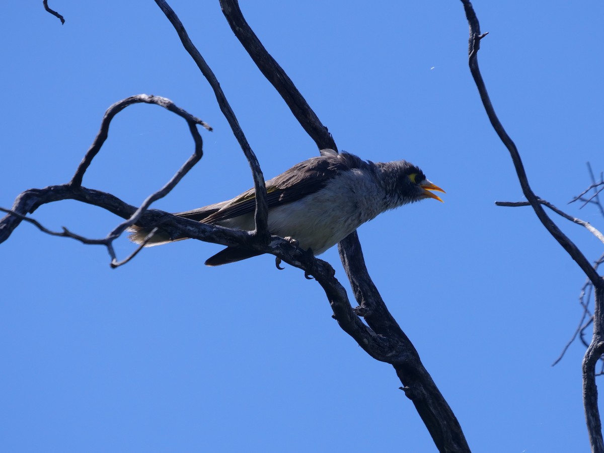 Noisy Miner - ML506740711