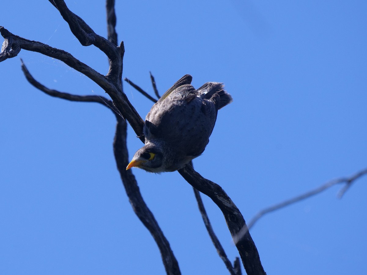 Noisy Miner - ML506740721