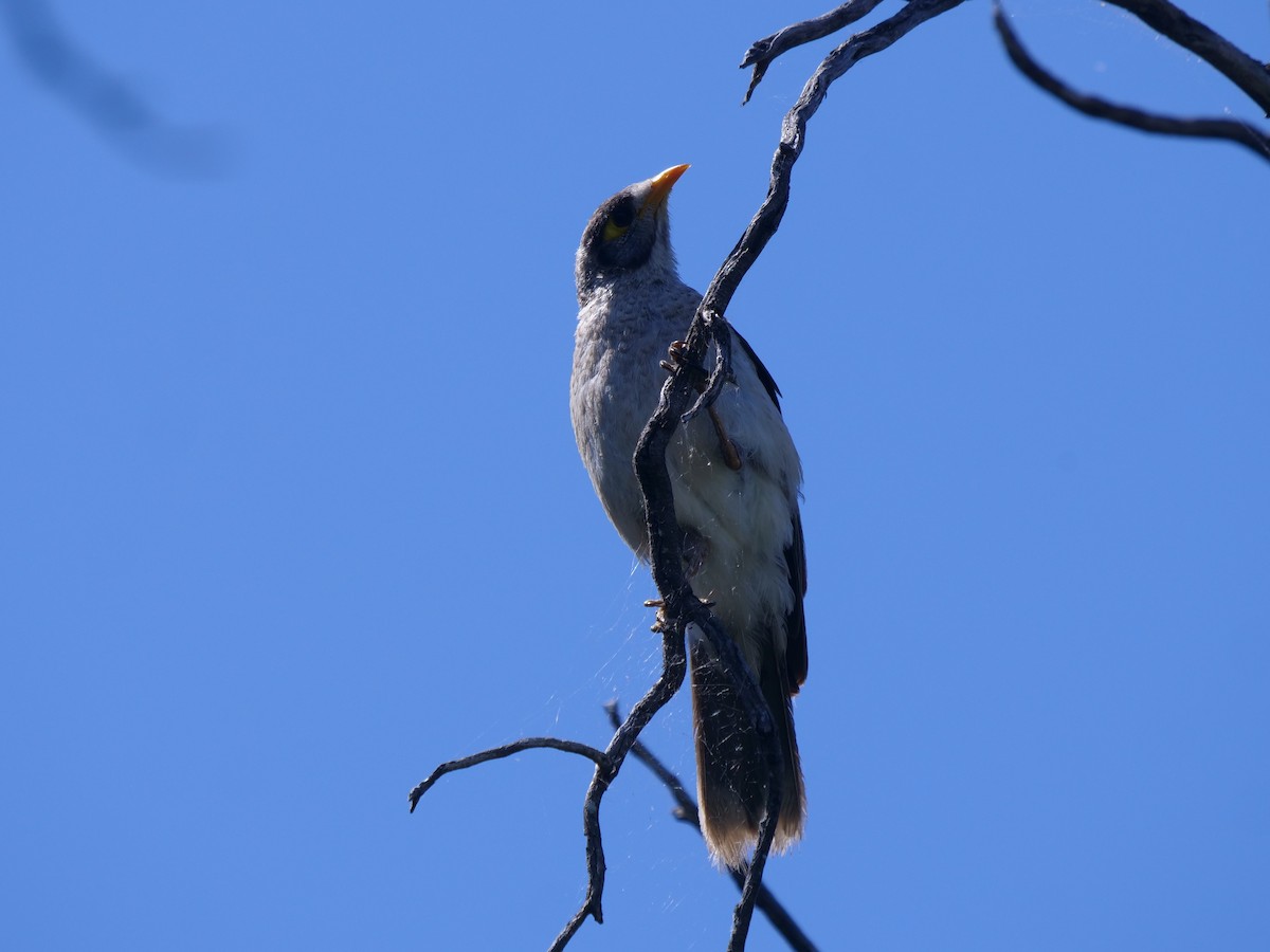 Noisy Miner - ML506740731