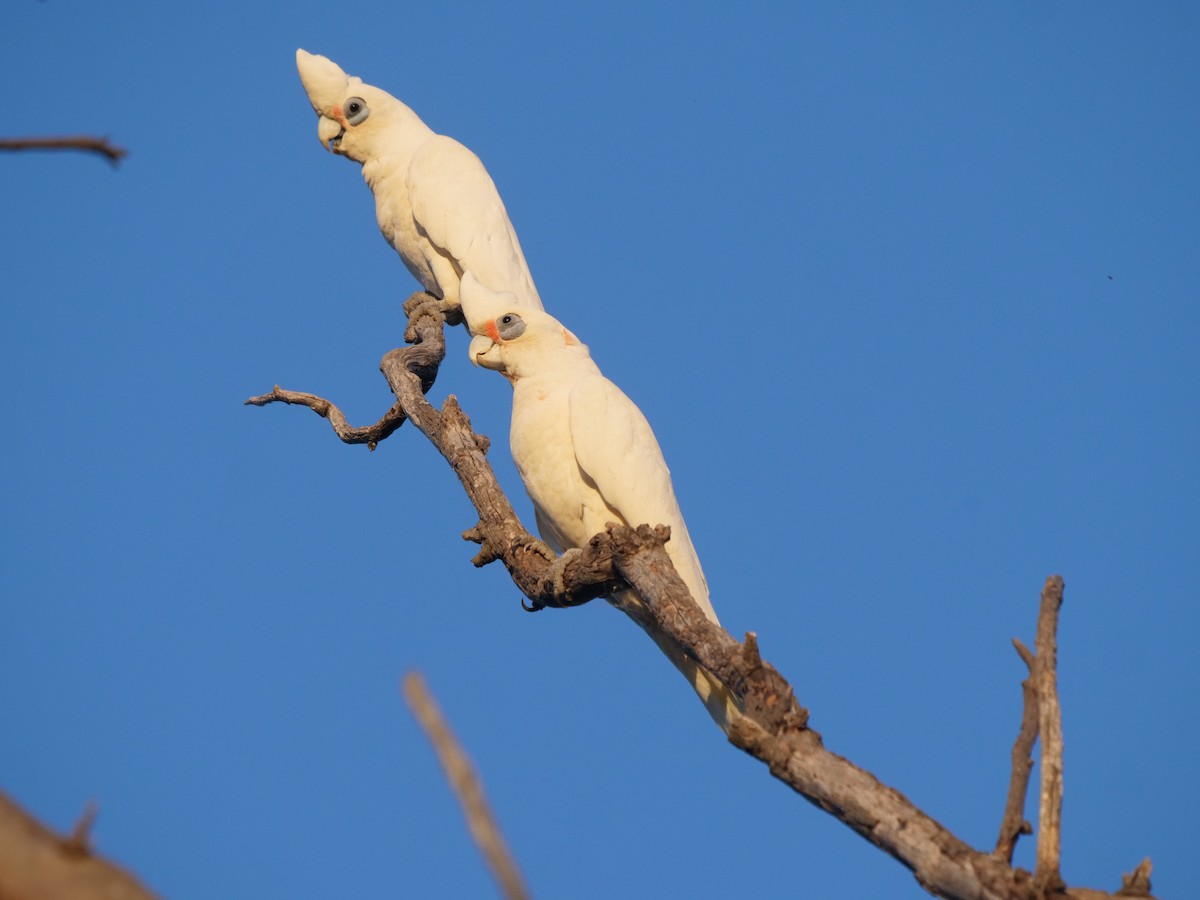 Cacatúa Sanguínea - ML506742051