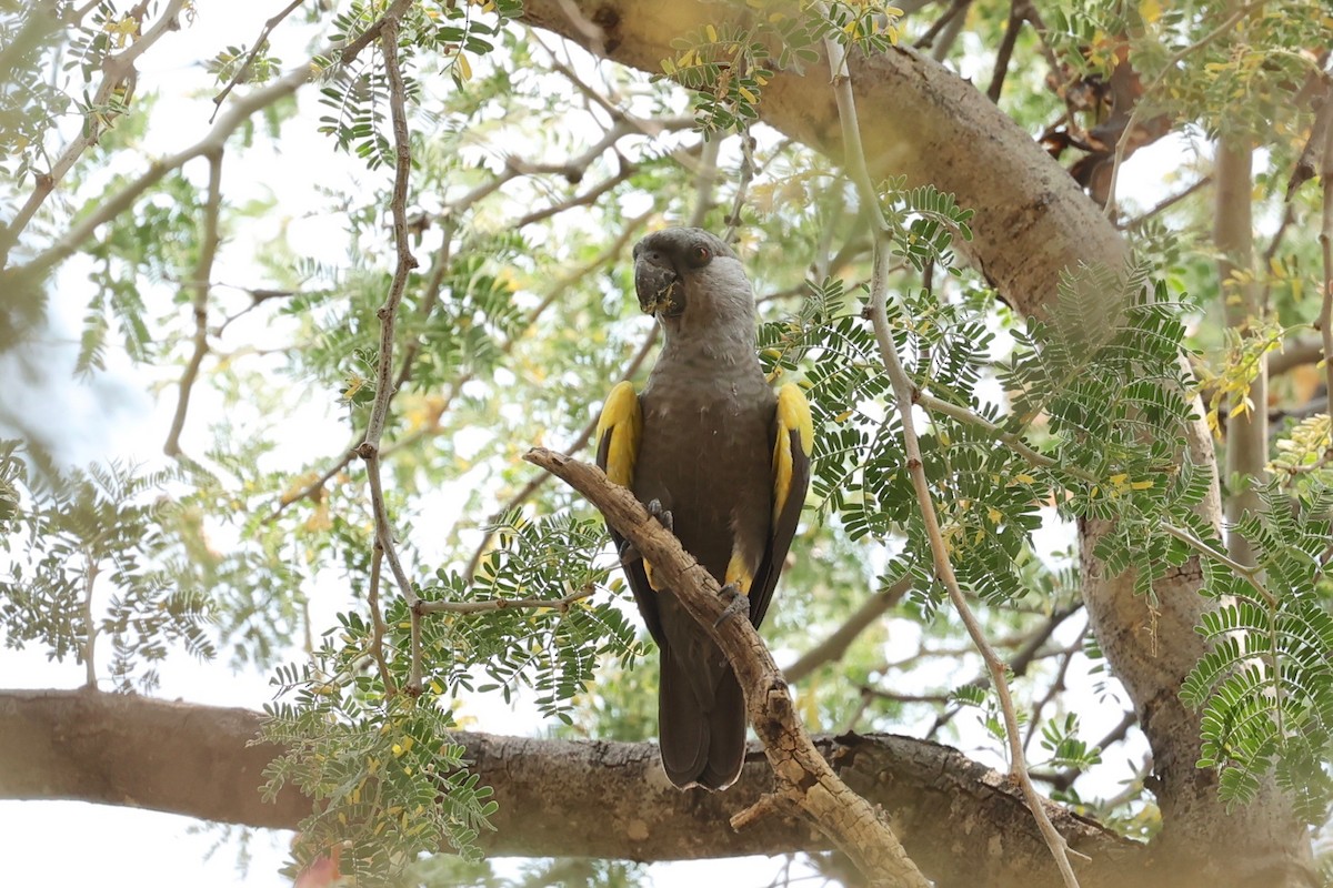 Rüppell's Parrot - ML506742931