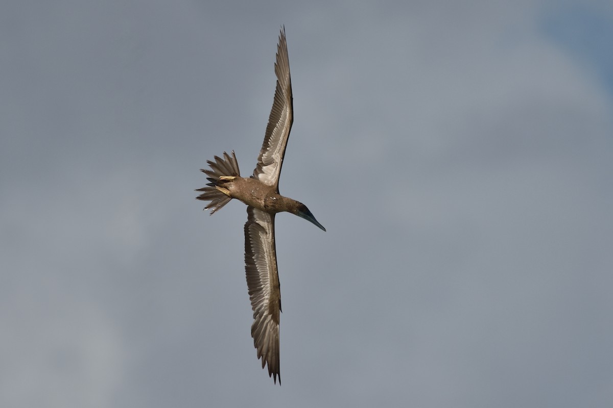 Brown Booby - ML506745551