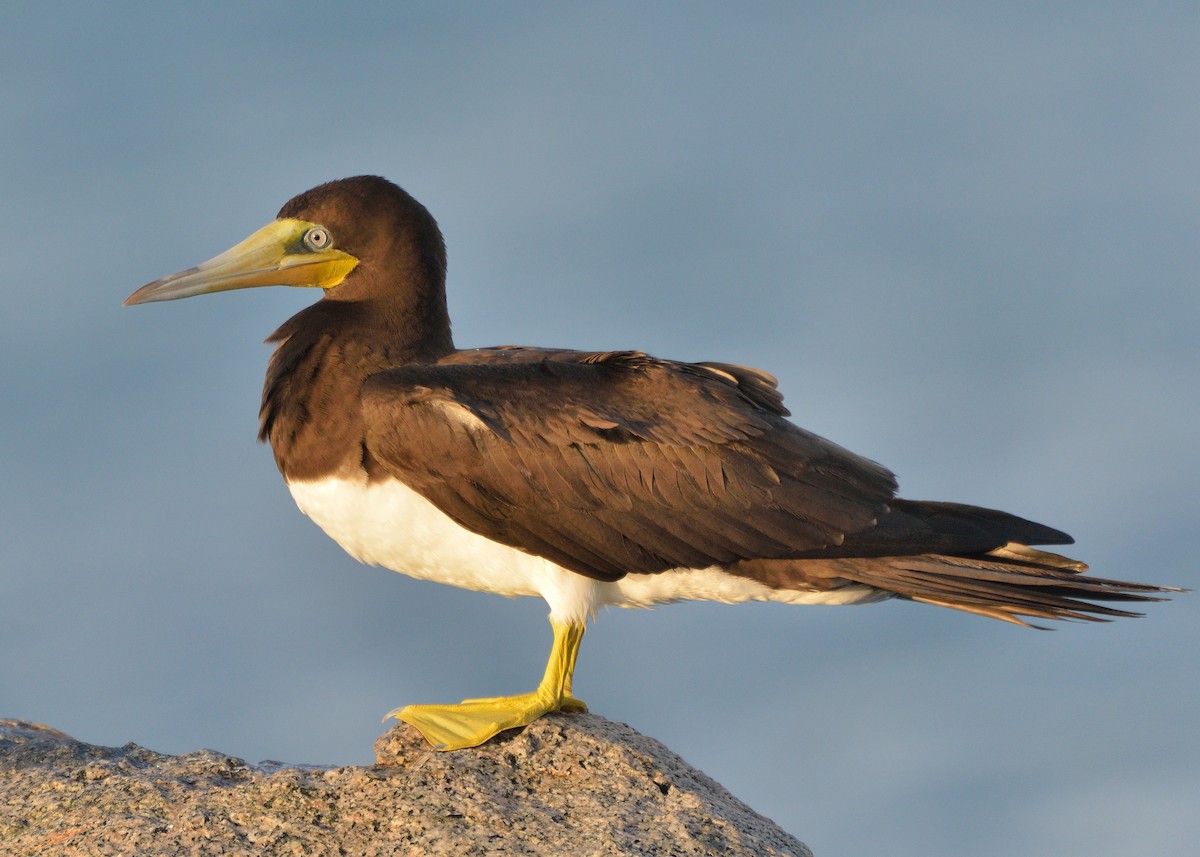 Brown Booby - ML506745581