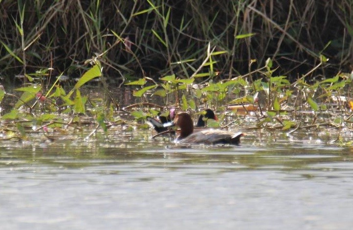 Common Pochard - ML506745871