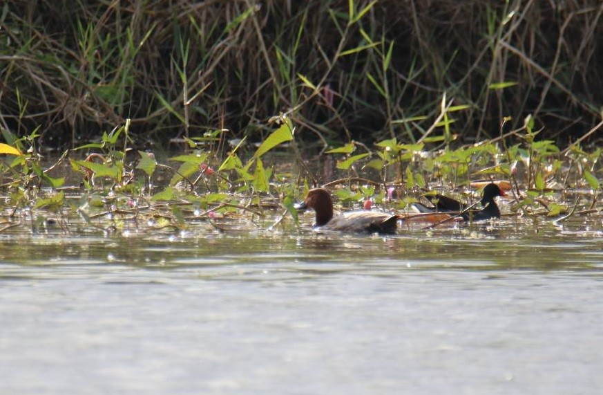 Common Pochard - ML506745881