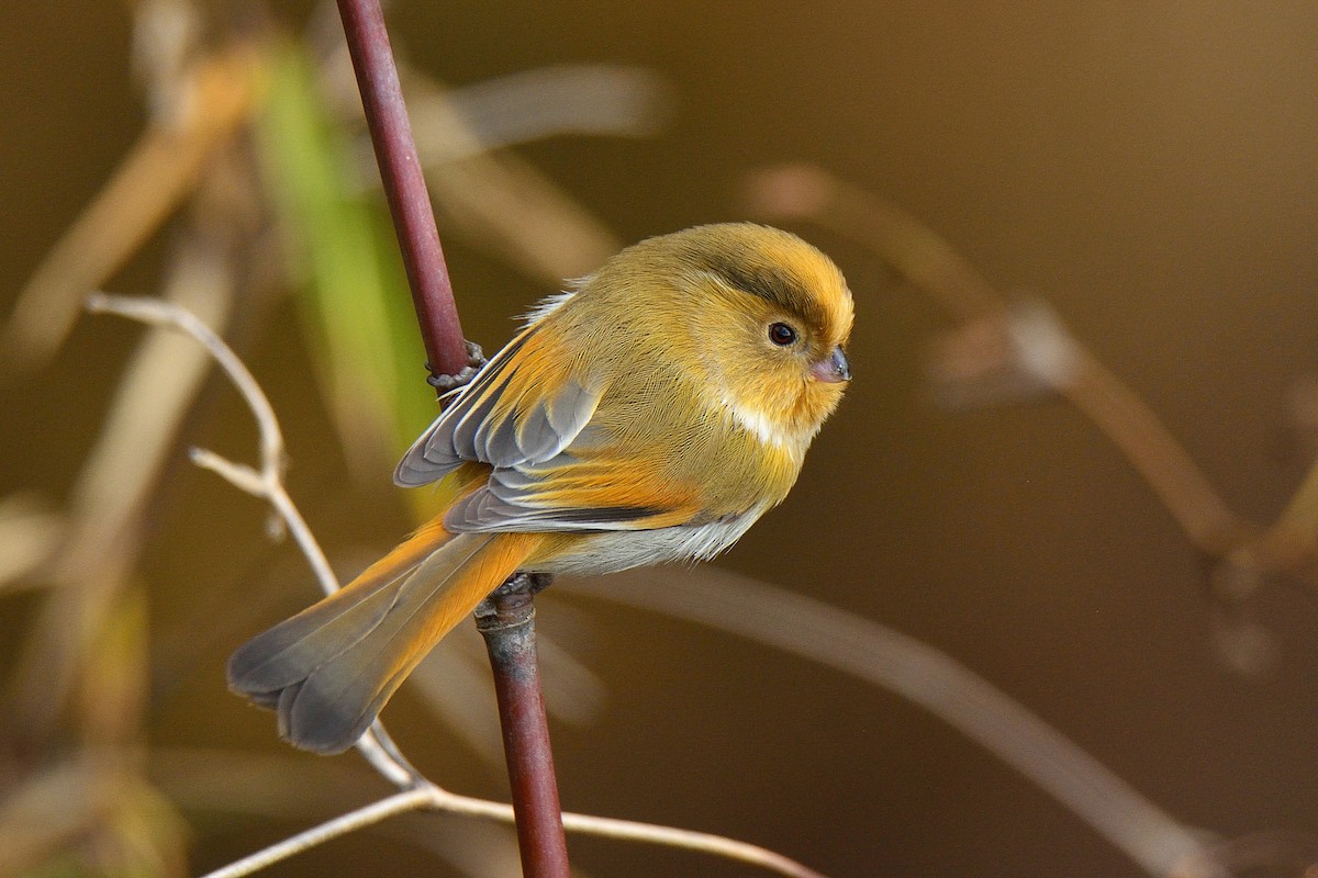 Fulvous Parrotbill - Rozan Dhungel