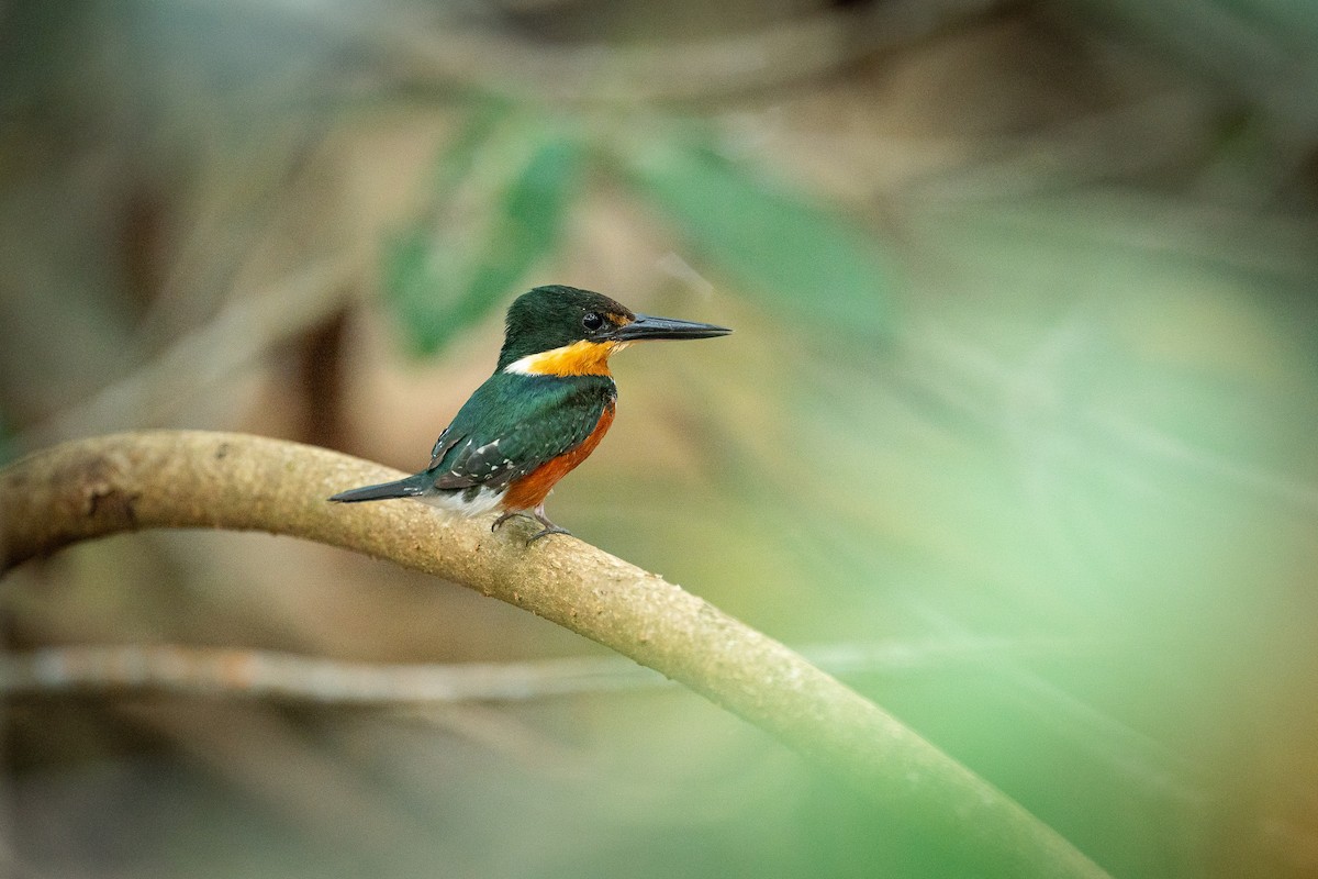 American Pygmy Kingfisher - ML506745921