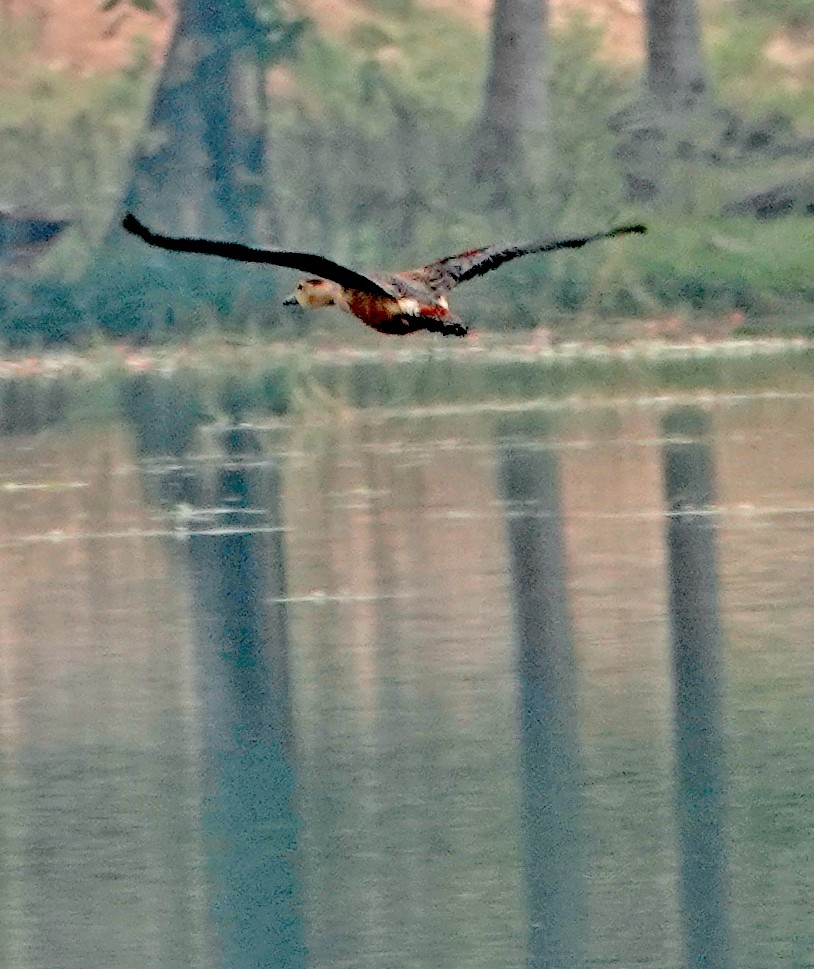 Lesser Whistling-Duck - ML506747081