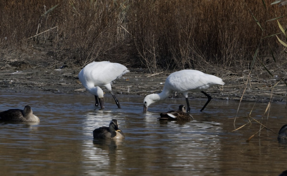 Eurasian Spoonbill - Robert Cousins