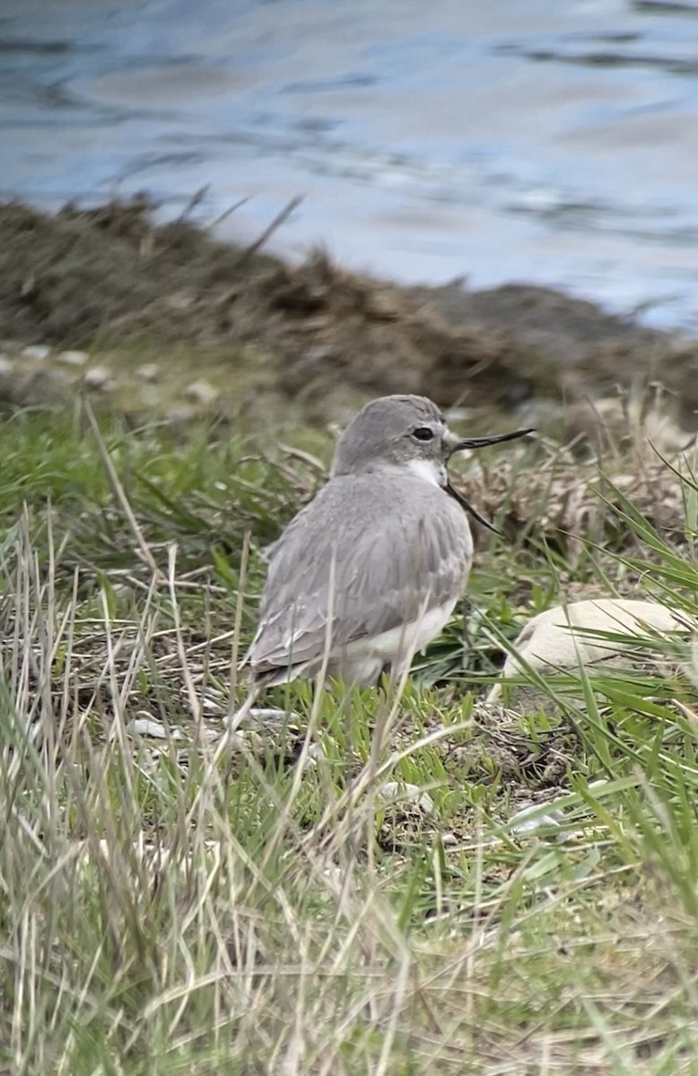 Wrybill - ML506748561