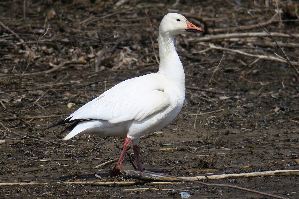 Snow Goose - ML506748931