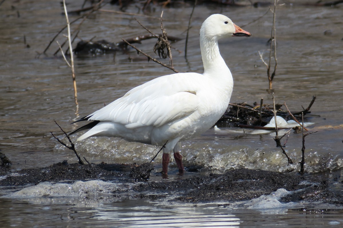 Snow Goose - ML506748941