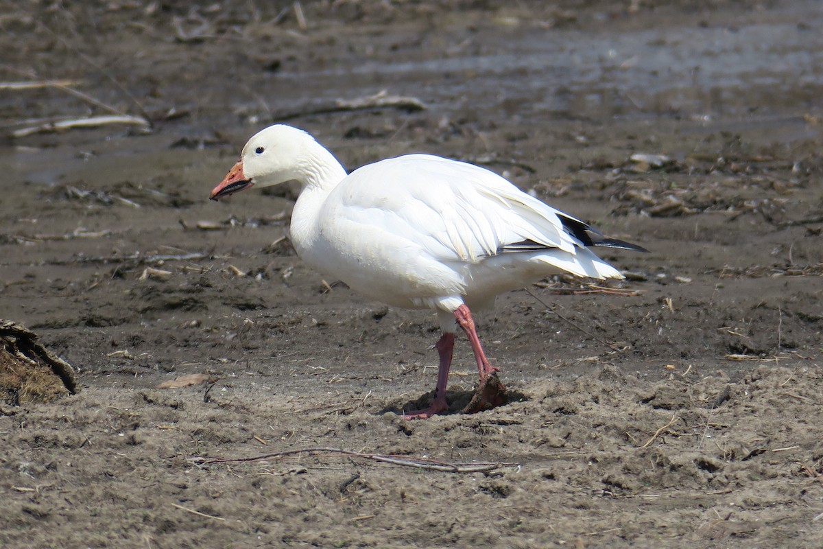 Snow Goose - ML506748951