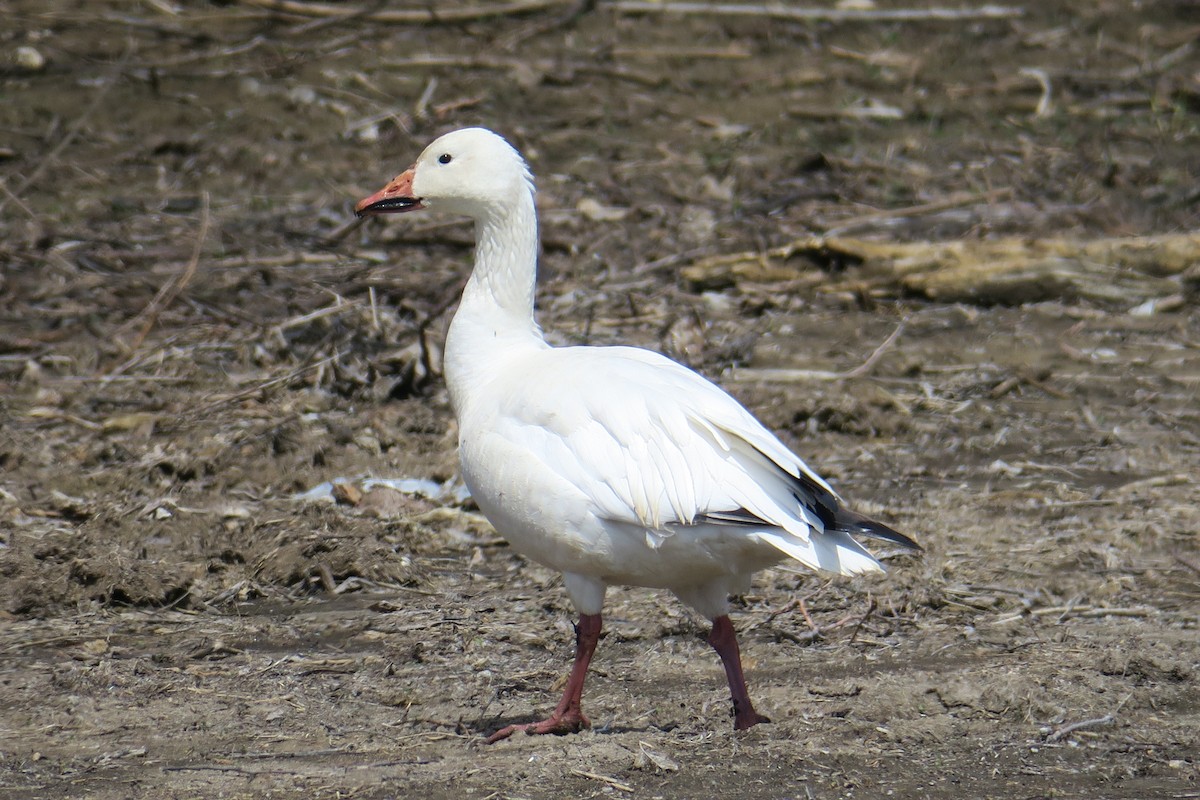 Snow Goose - Rishi Palit