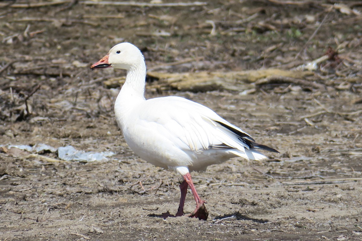 Snow Goose - ML506748981