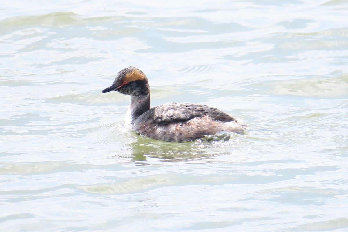 Horned Grebe - ML506749491