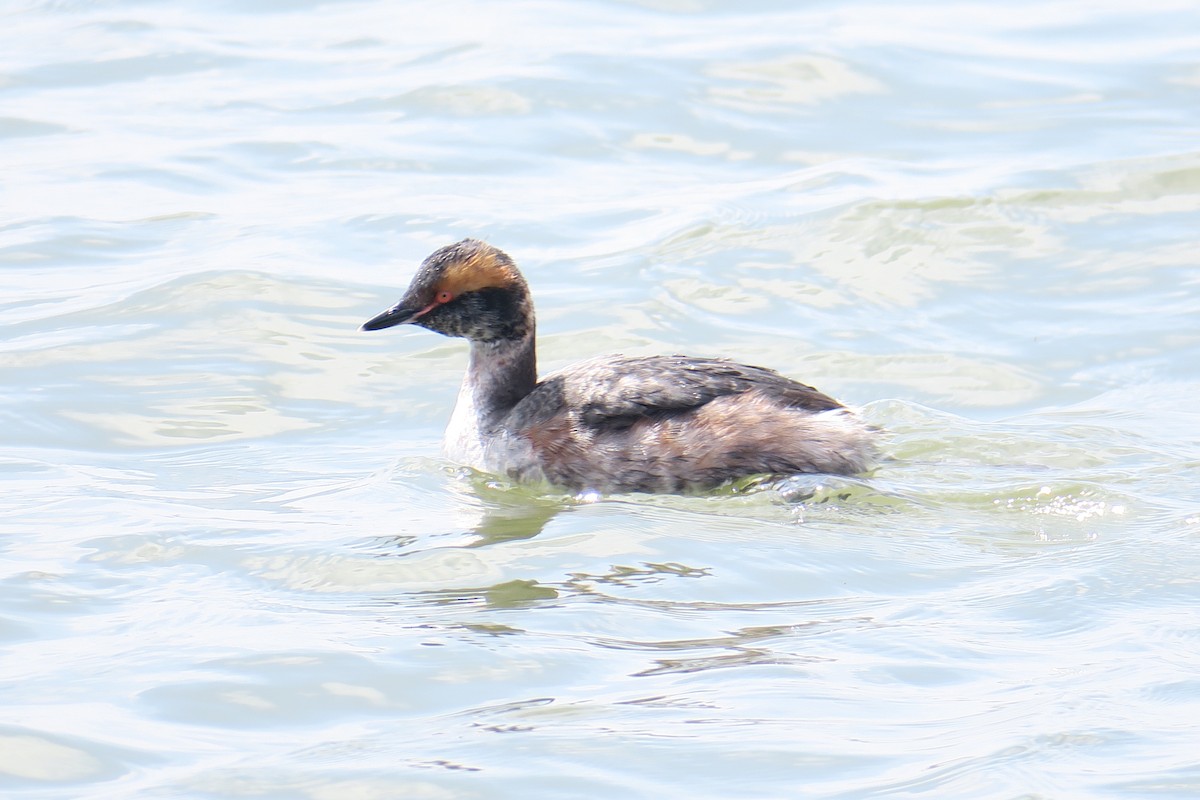 Horned Grebe - ML506749501