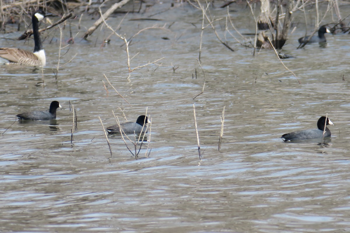 American Coot - ML506749561