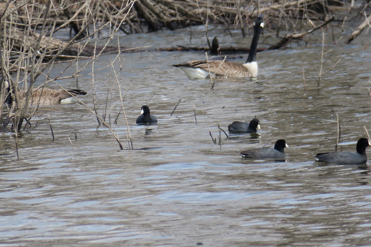 American Coot - ML506749571