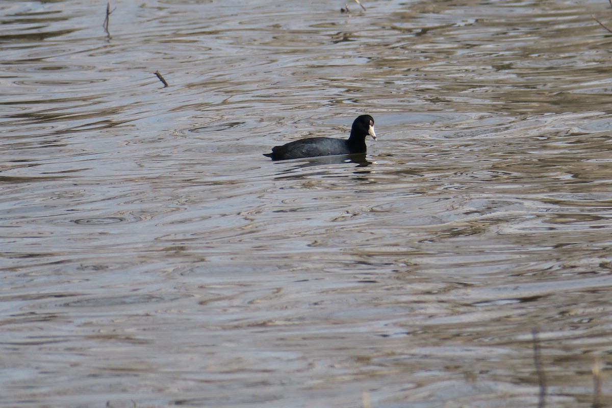 American Coot - ML506749581