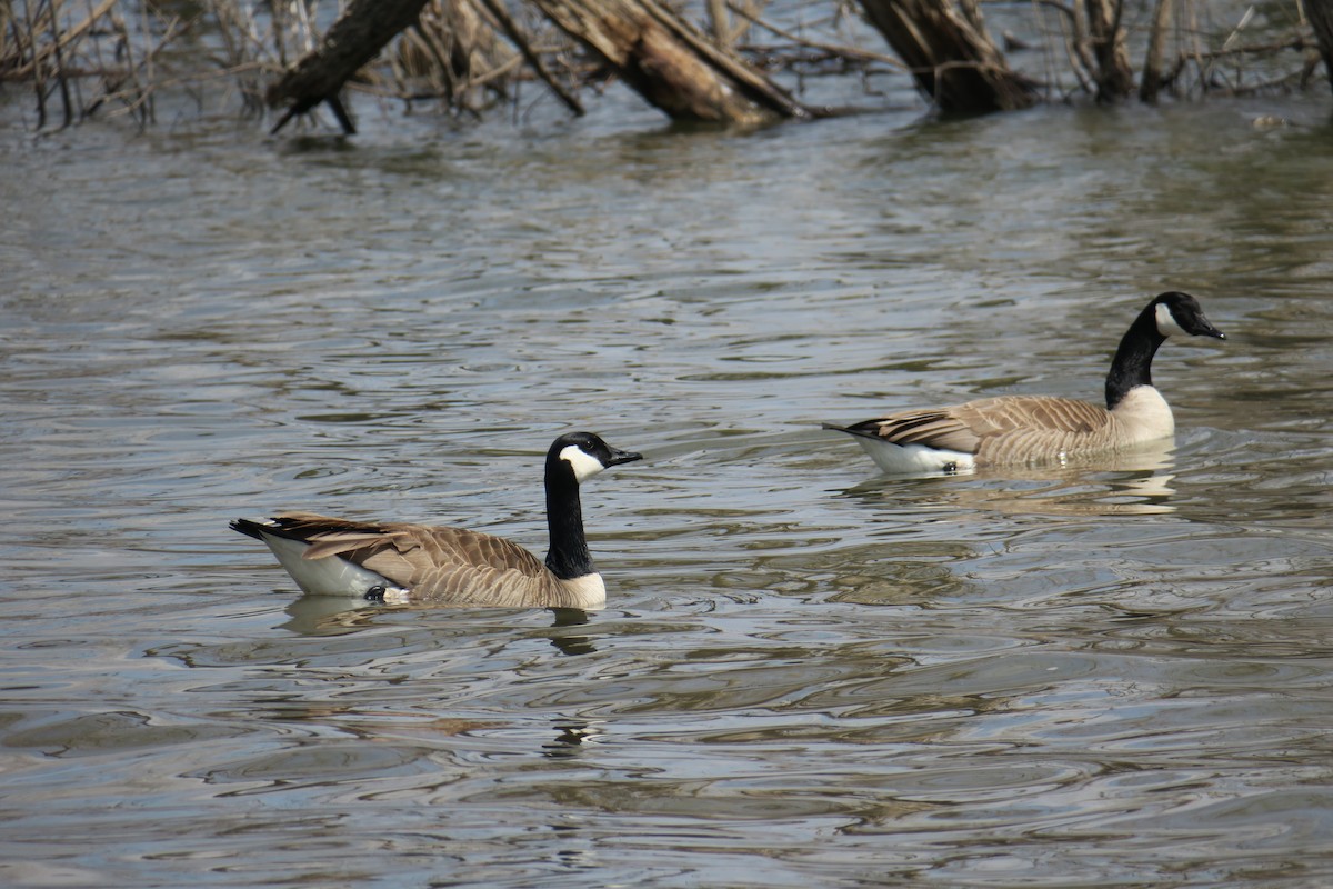 Canada Goose - ML506749611