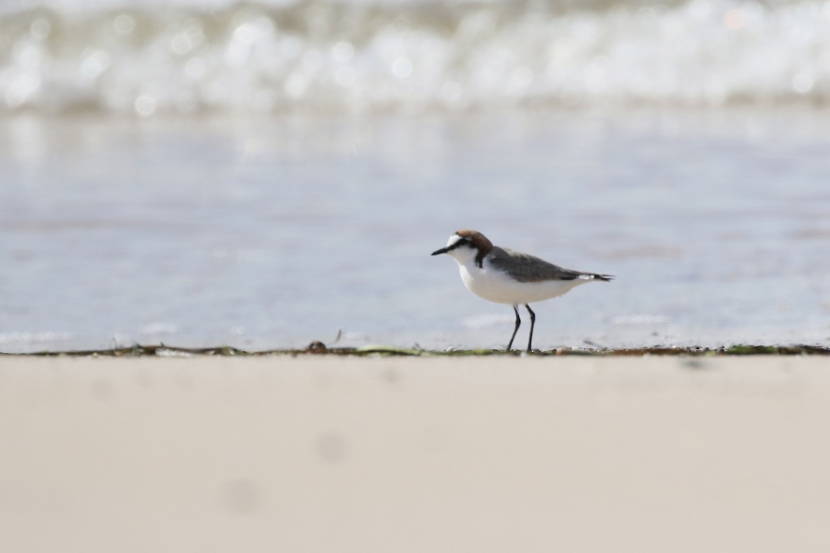 Red-capped Plover - ML506749781