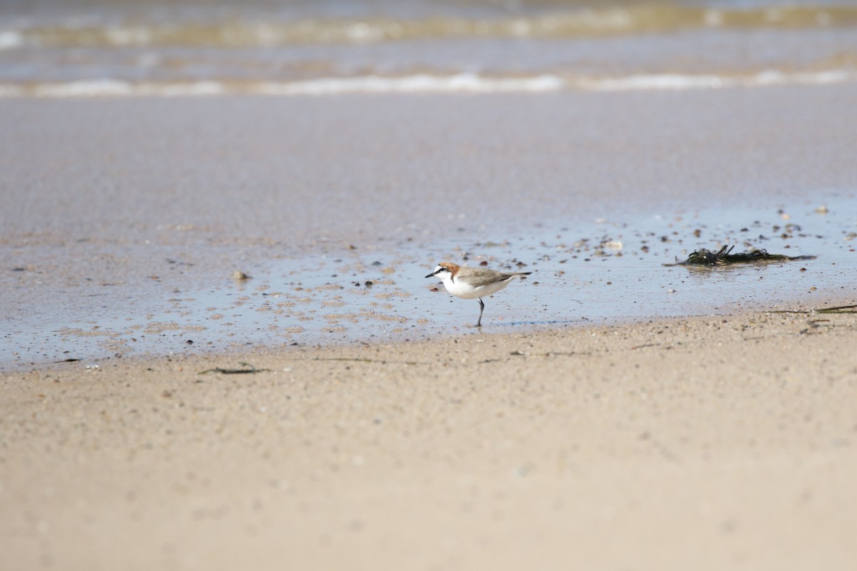 Red-capped Plover - ML506749791