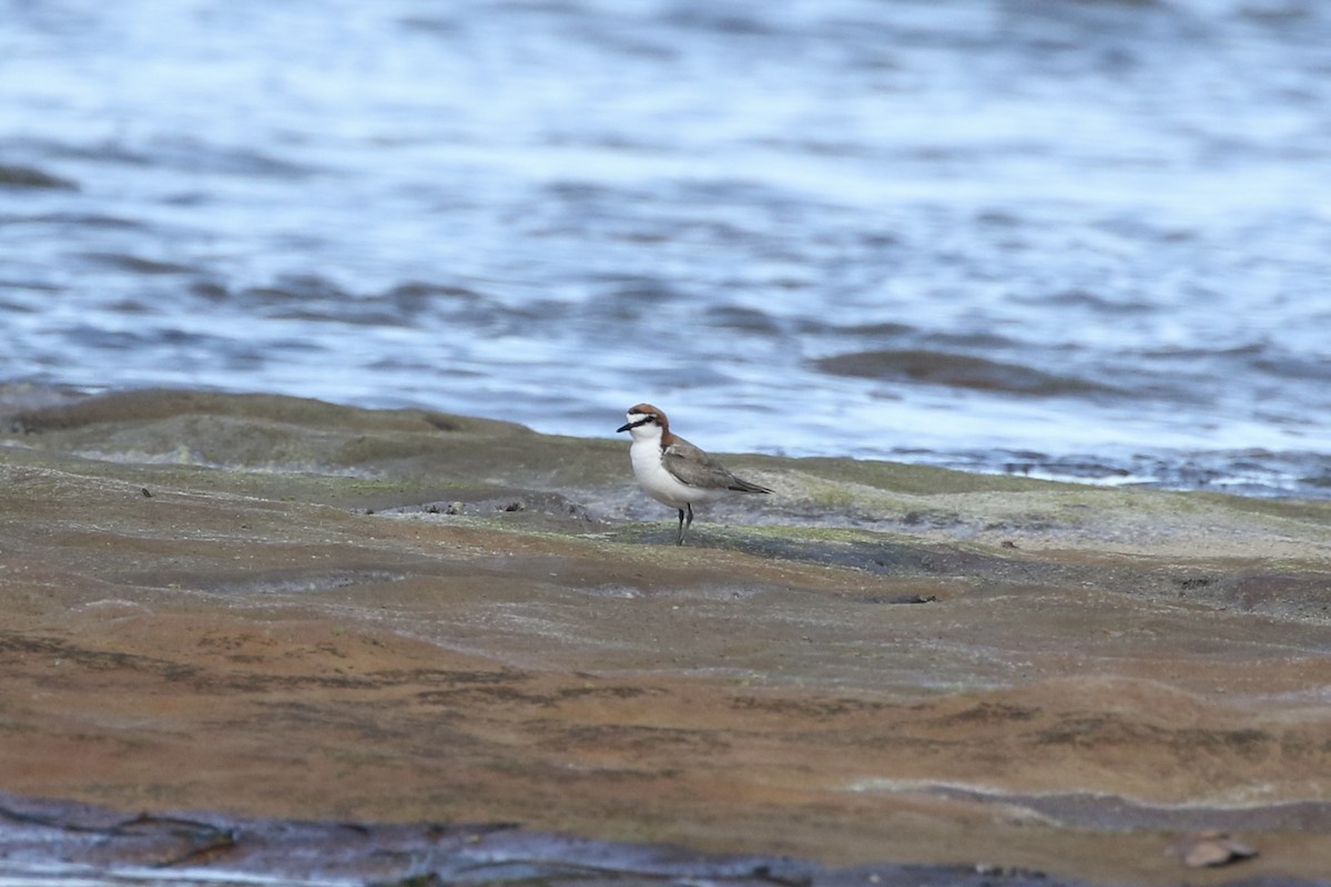 Red-capped Plover - ML506749801