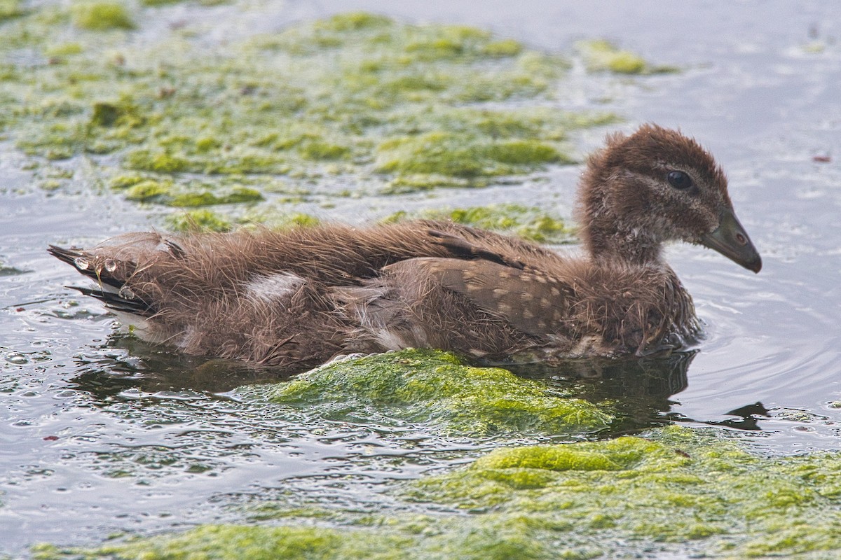 Maned Duck - ML506750121