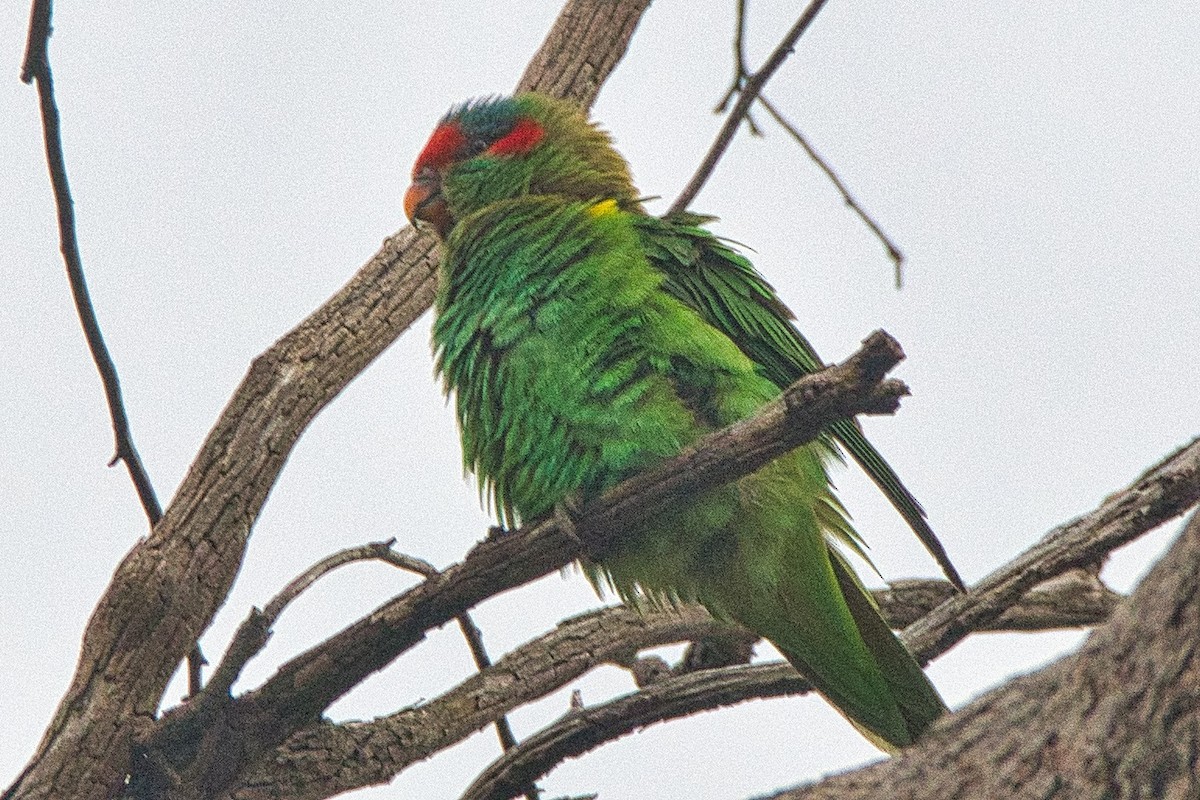 Musk Lorikeet - ML506750711