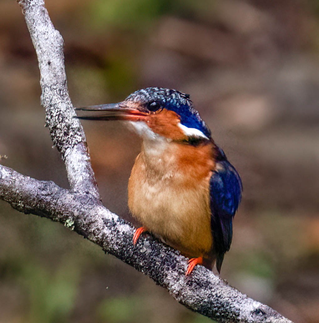 Malagasy Kingfisher - Kenneth Eyster