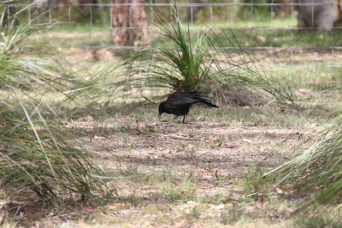 White-winged Chough - ML506751211