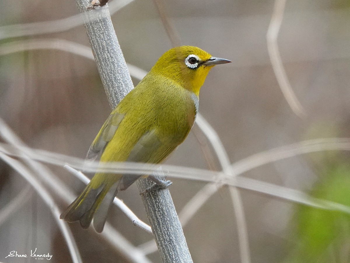 Ashy-bellied White-eye - ML506751681