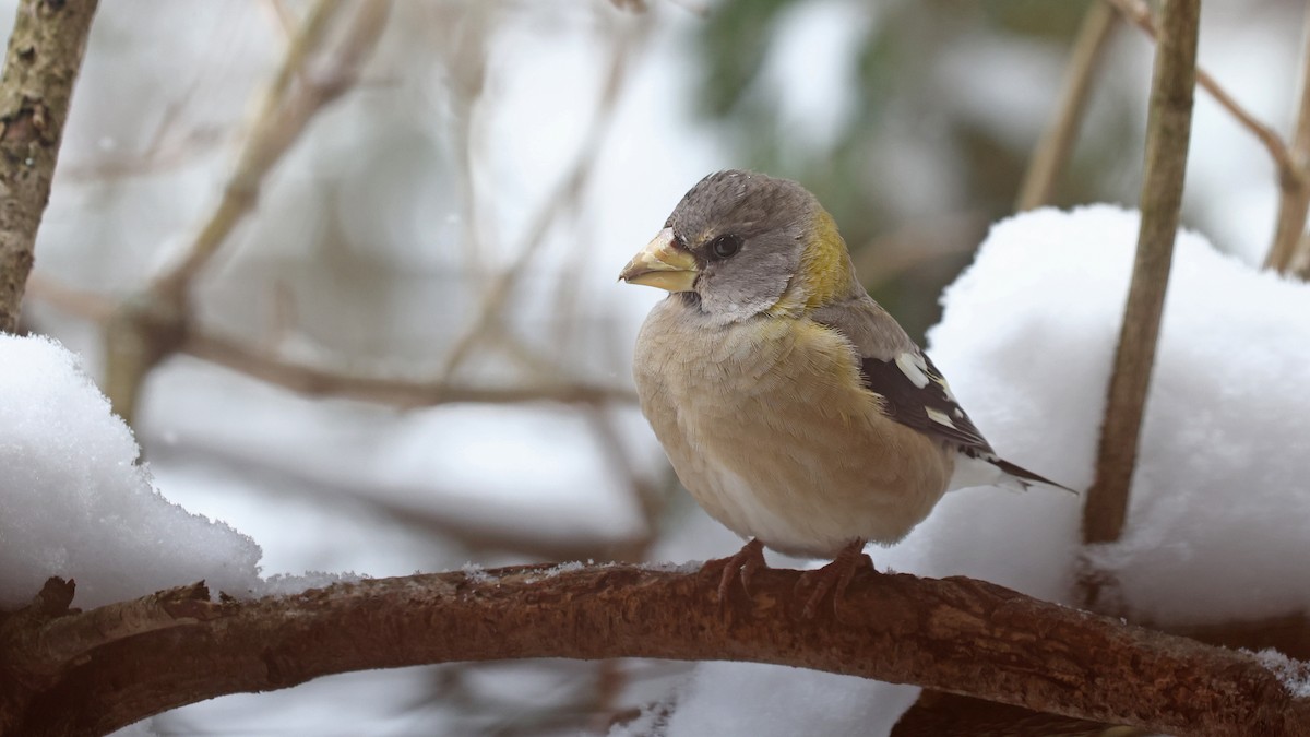 Evening Grosbeak - ML506752631